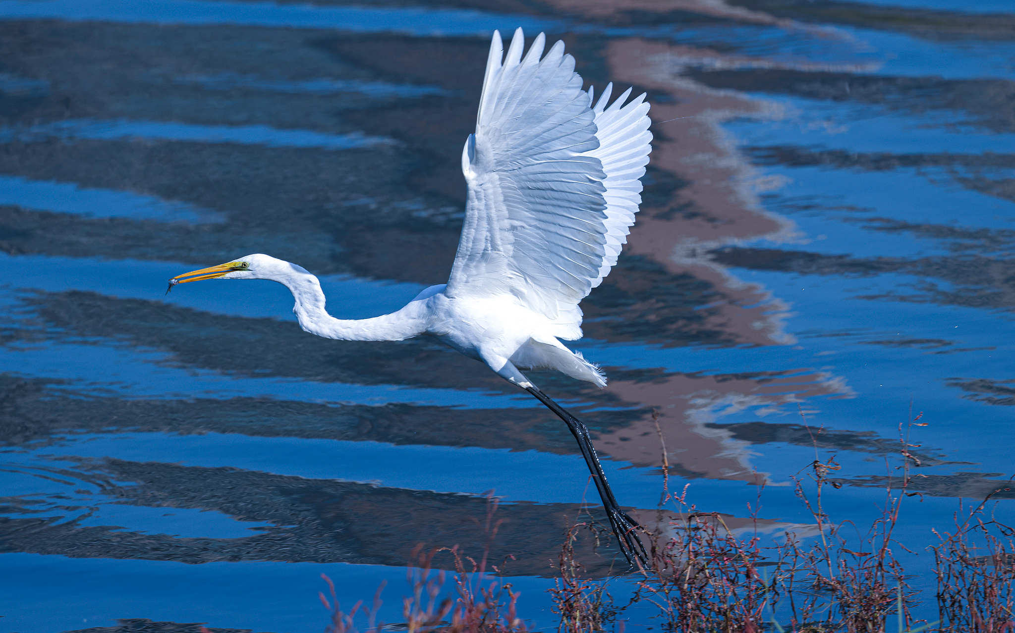 An egret is spotted along the Hunhe River in Shenyang. /CFP