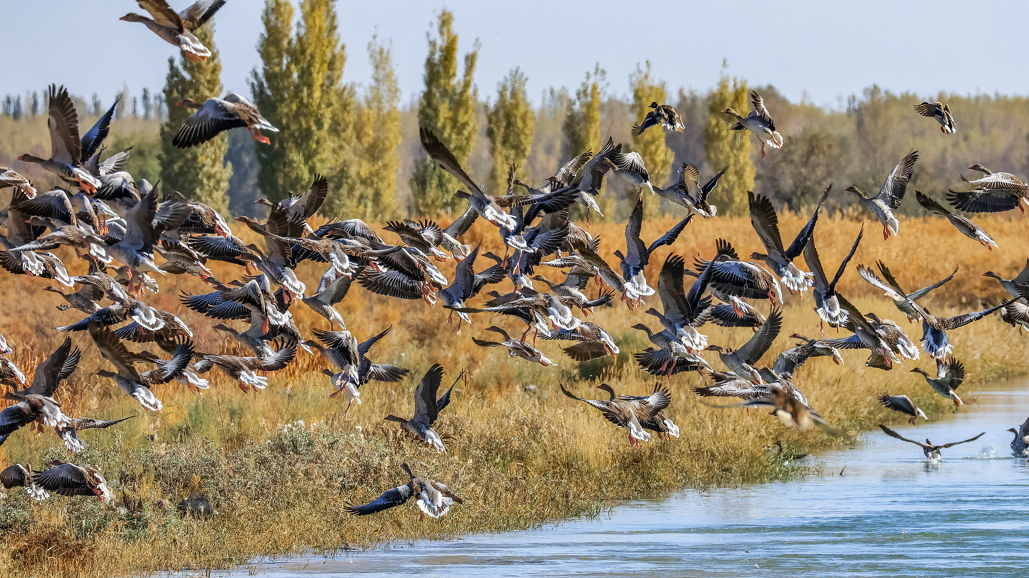 Gansu's Heihe Wetland National Nature Reserve welcomes a large flock of gray geese. /CFP