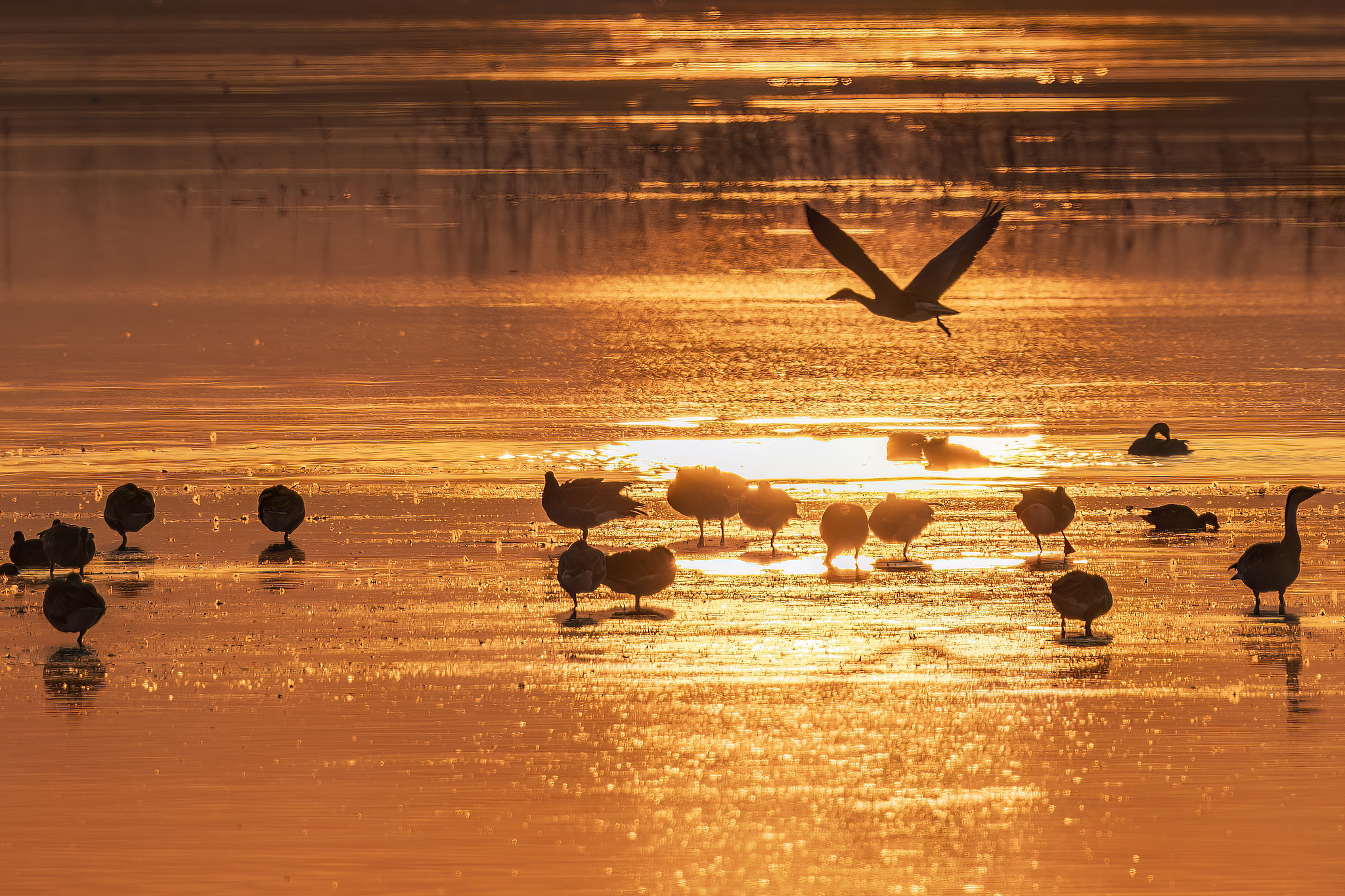 Swans, geese, and ducks frolic in a lake in Zhangjiakou, Hebei Province. /CFP