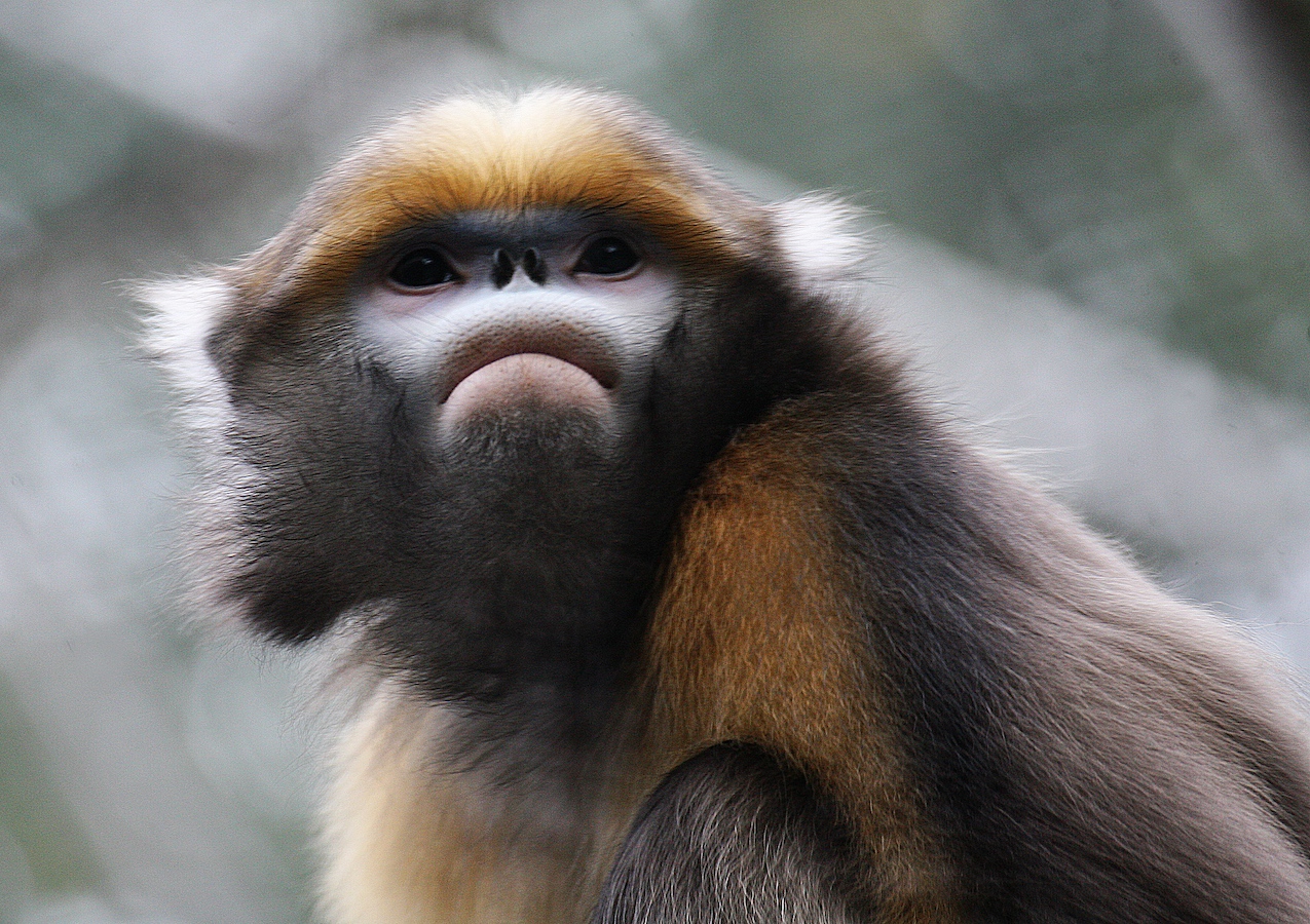 A gray snub-nosed monkey is rescued in Tongren City, Guizhou Province, southwest China, October 17, 2006. /CFP