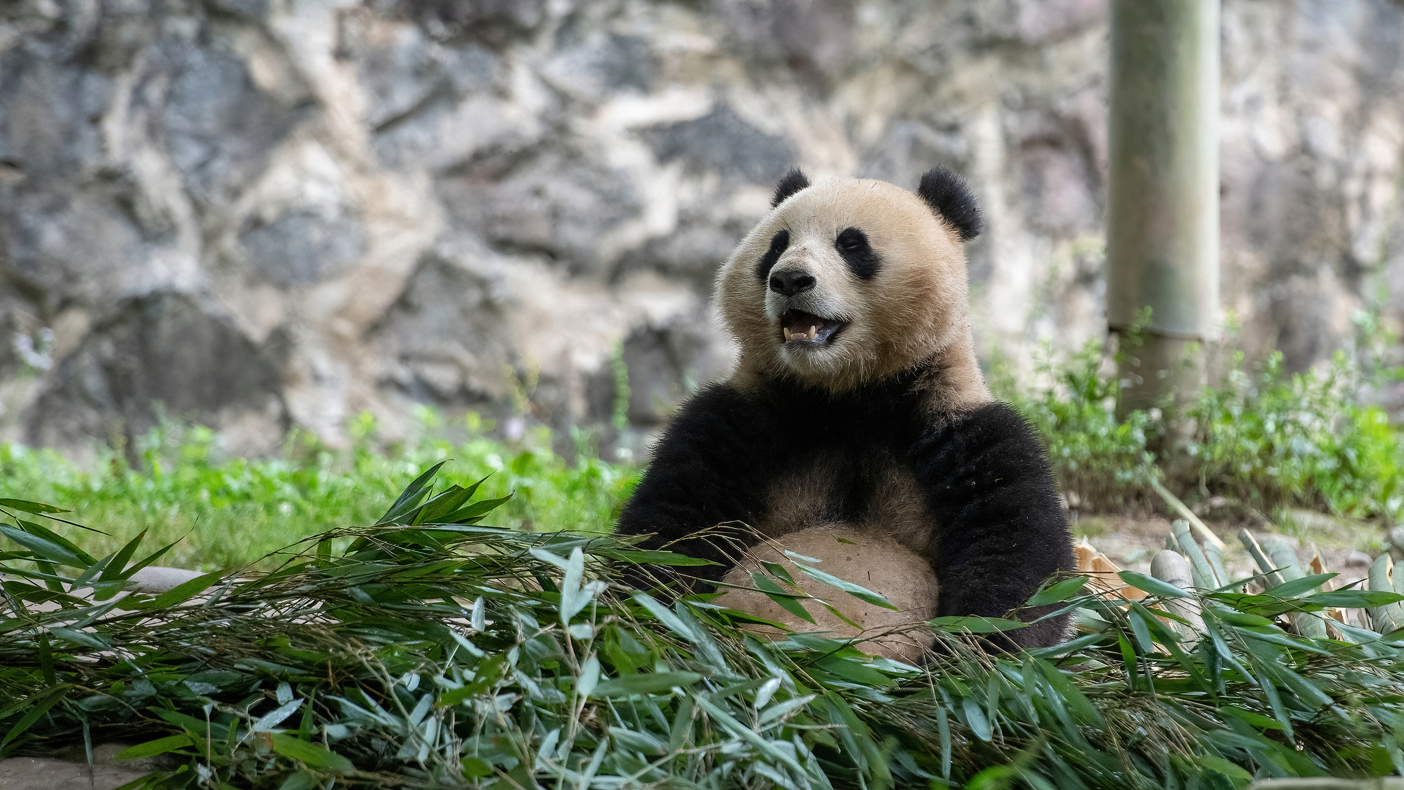 Giant panda Qing Bao eats bamboos at the Dujiangyan base of the China Conservation and Research Center for Giant Panda in southwest China's Sichuan Province, June 2, 2024. /CFP