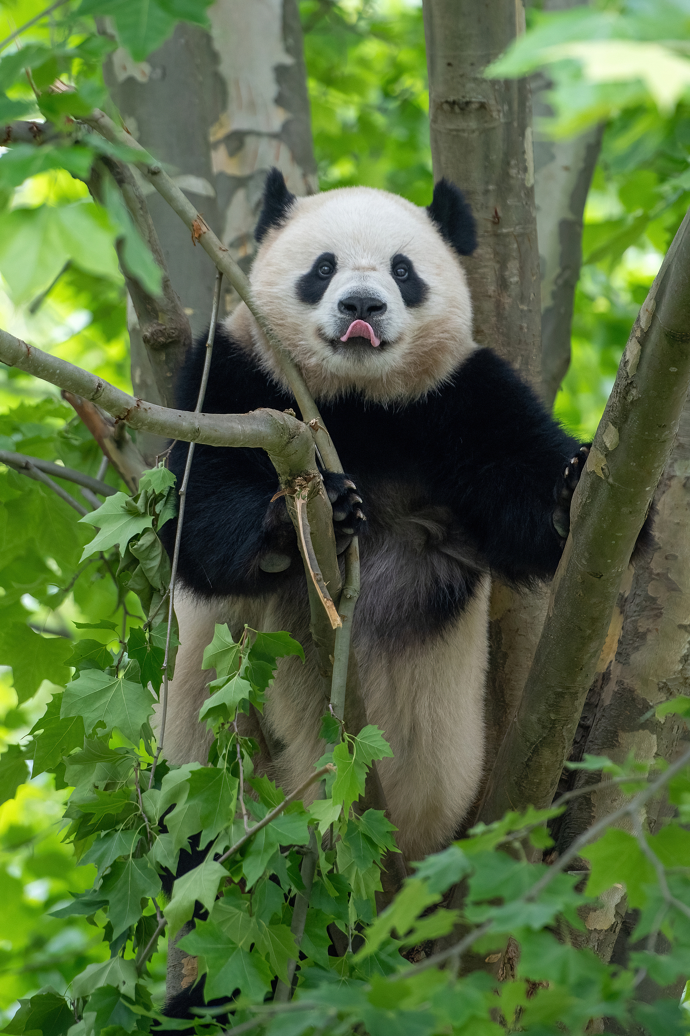 Giant panda Bao Li climbs the tree at the Shenshuping giant panda base in Wolong National Nature Reserve in southwest China's Sichuan Province, June 15, 2024. /CFP