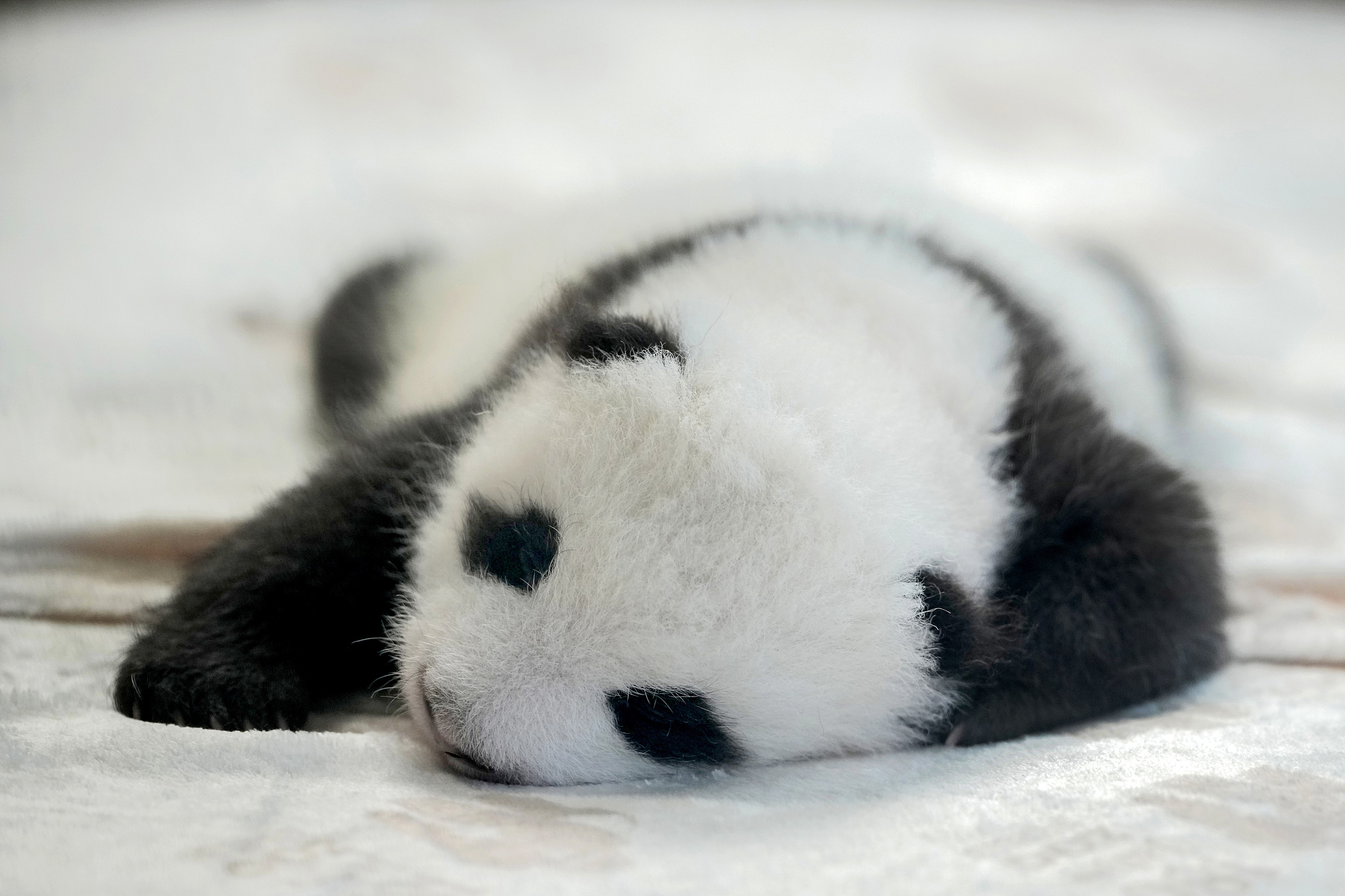 The newly-born panda bear cub presented to the media at Zoo Berlin, October 15, 2024. /CFP