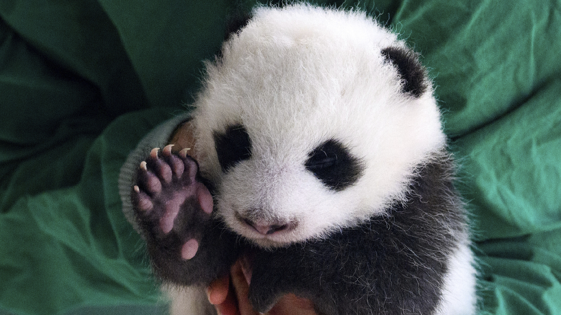 First Visitors in Berlin Greet Baby Panda Twins