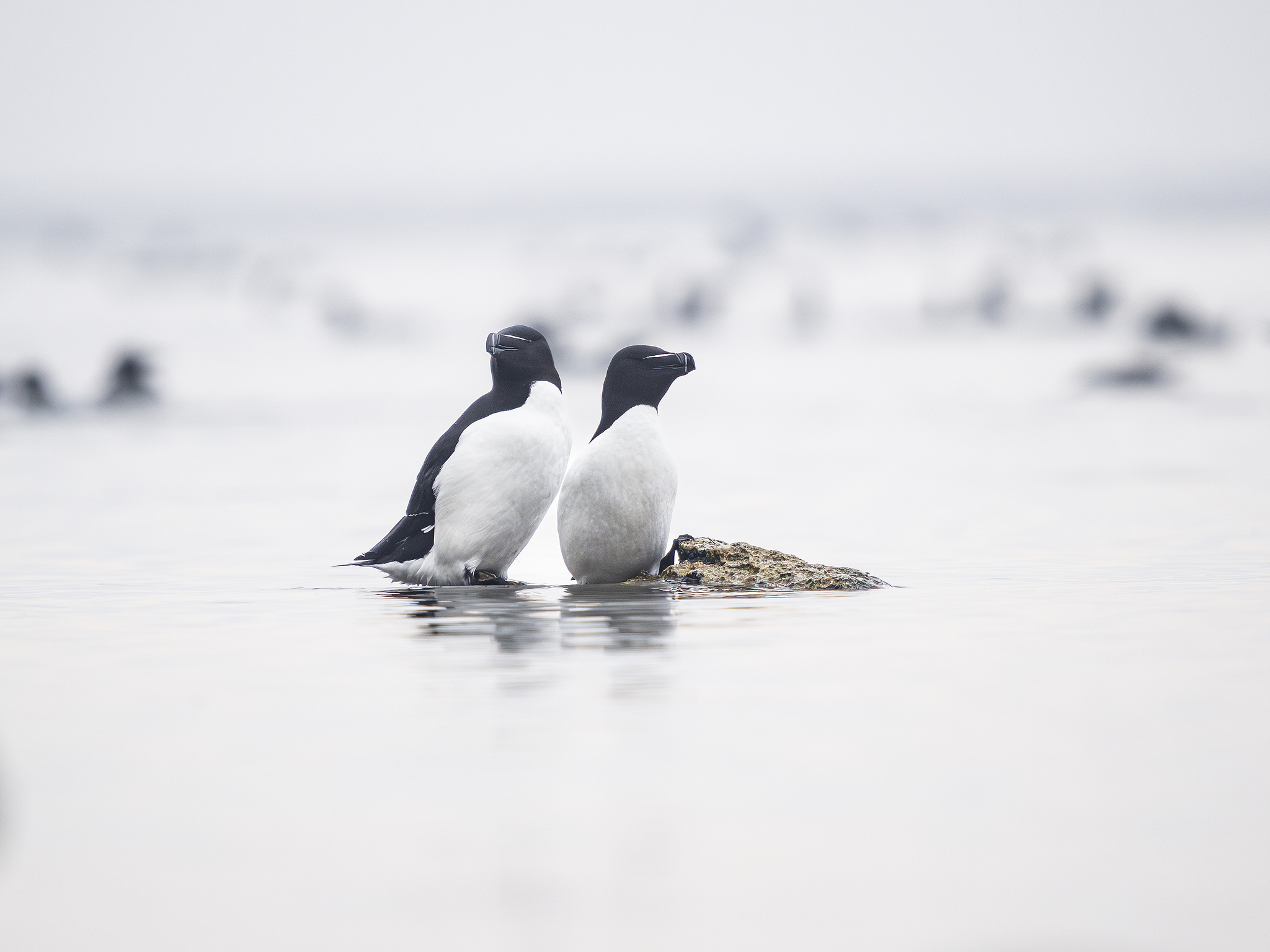 The razorbills in the Baltic Sea. /CFP