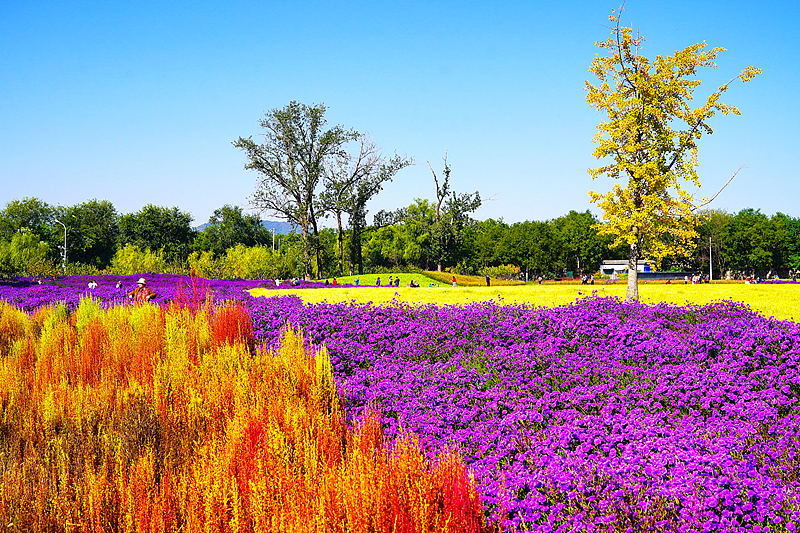 A scene of blossoming flowers at a local park near the Old Summer Palace in Beijing, October 15, 2024. /CFP