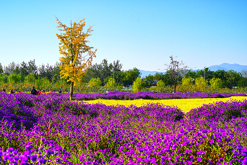 A scene of blossoming flowers at a local park near the Old Summer Palace in Beijing, October 15, 2024. /CFP