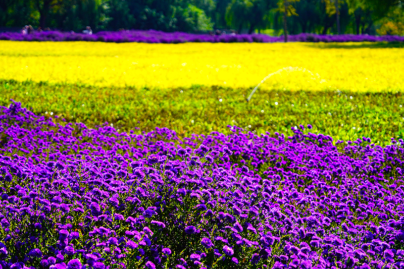 A scene of blossoming flowers at a local park near the Old Summer Palace in Beijing, October 15, 2024. /CFP