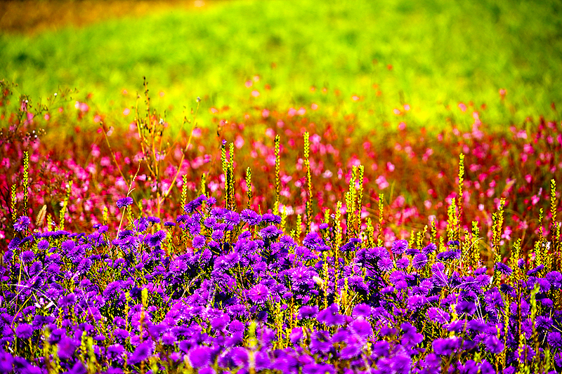 A scene of blossoming flowers at a local park near the Old Summer Palace in Beijing, October 15, 2024. /CFP