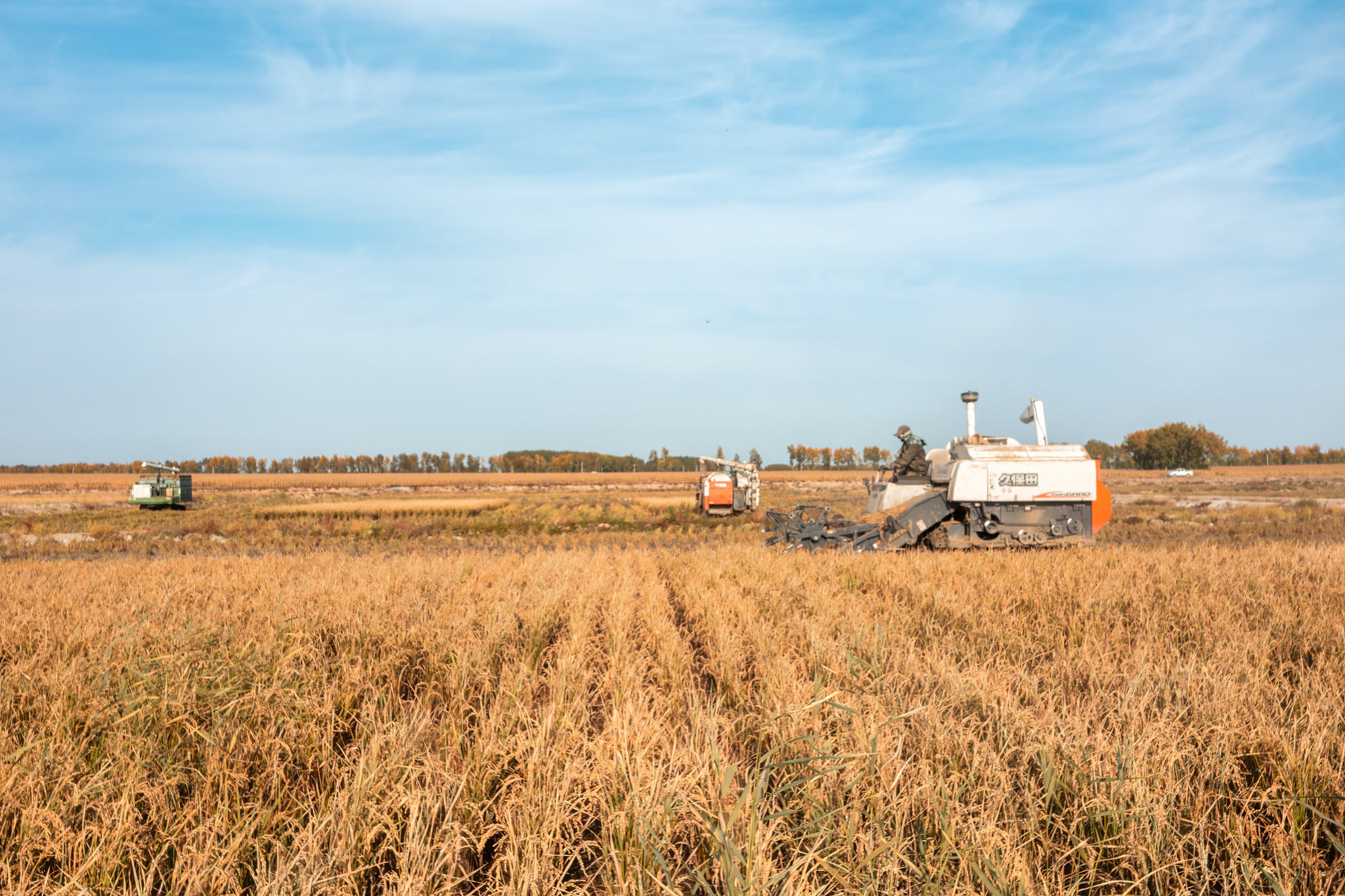 Rice harvester harvests rice in paddy field in Daqing City, northeast China's Heilongjiang Province, October 8, 2023. /CFP