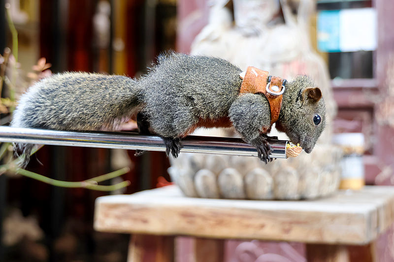 The internet-famous squirrel is seen at the Yungang Grottoes Scenic Spot in Datong City, Shanxi Province, September 27, 2024. /CFP