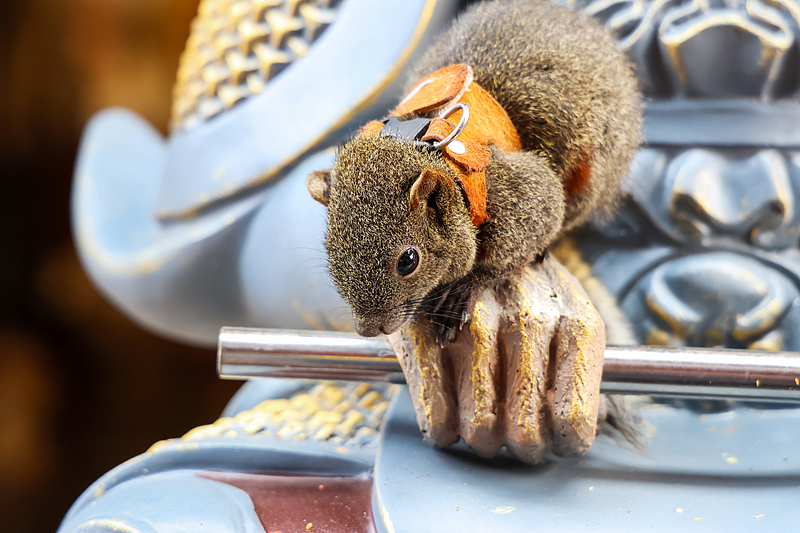 The internet-famous squirrel sits on a statue of the Monkey King at the Yungang Grottoes Scenic Spot in Datong City, Shanxi Province, September 27, 2024. /CFP