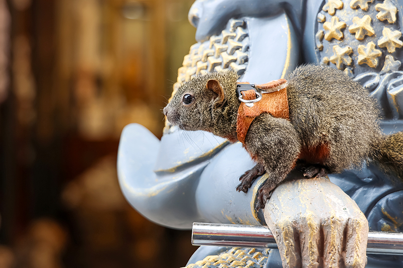 The internet-famous squirrel sits on a statue of the Monkey King at the Yungang Grottoes Scenic Spot in Datong City, Shanxi Province, September 27, 2024. /CFP