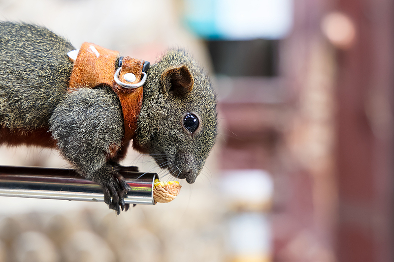 The internet-famous squirrel is seen at the Yungang Grottoes Scenic Spot in Datong City, Shanxi Province, September 27, 2024. /CFP