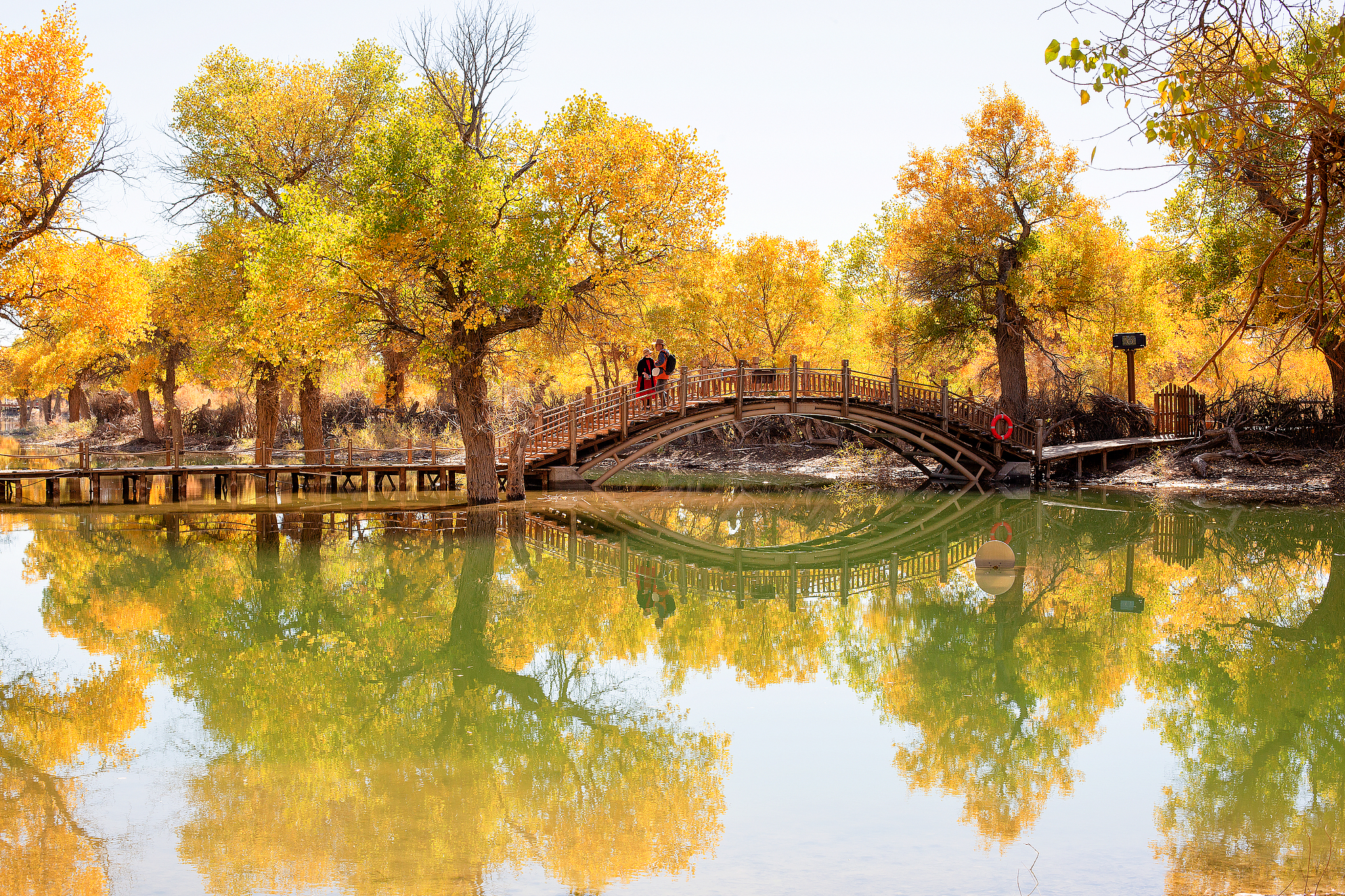 People appreciate the autumn scenery at a desert poplar forest in Ejin Banner, north China's Inner Mongolia Autonomous Region, on October 9, 2024. /CFP