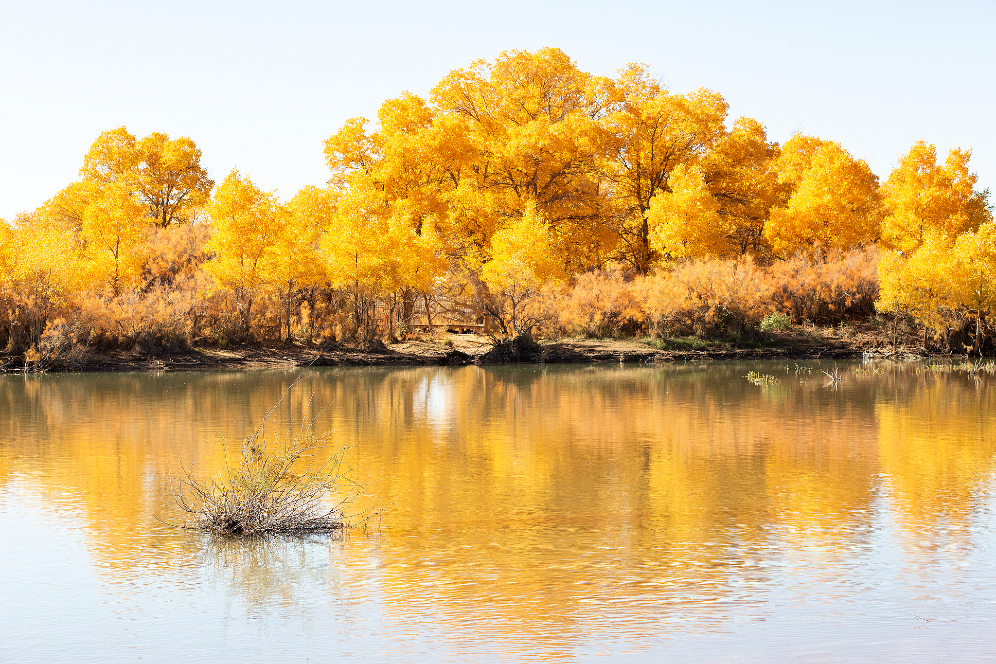 A photo taken on October 9, 2024 shows a view of the desert poplar forest in Ejin Banner, north China's Inner Mongolia Autonomous Region. /CFP