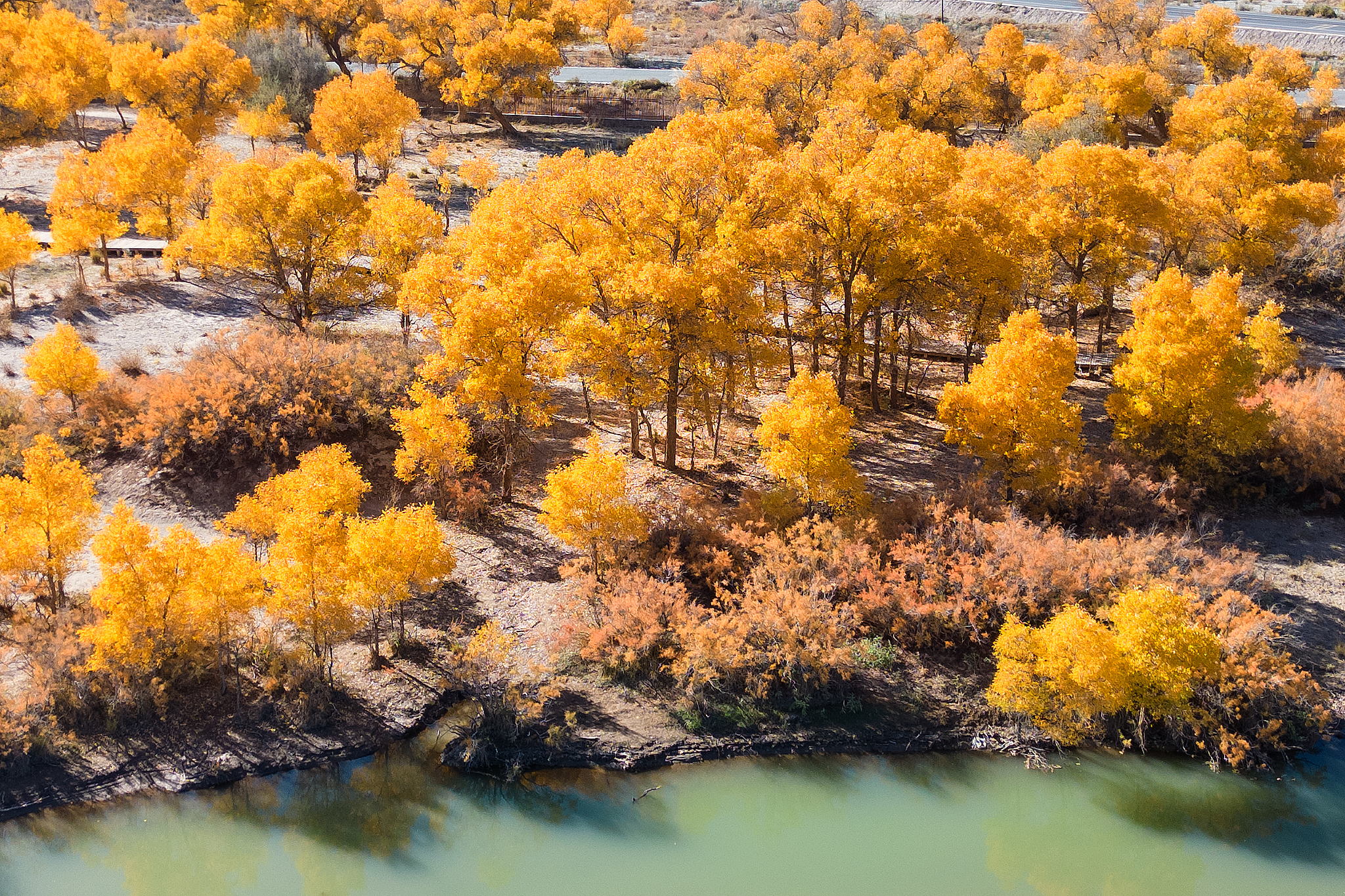 A photo taken on October 9, 2024 shows a view of the desert poplar forest in Ejin Banner, north China's Inner Mongolia Autonomous Region. /CFP