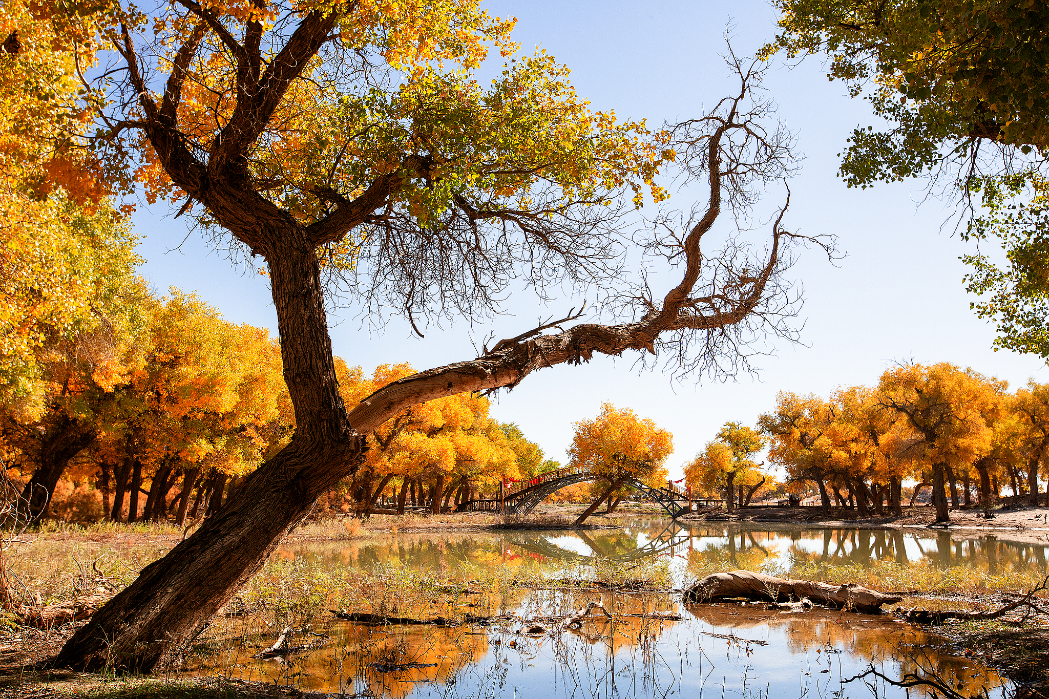 A photo taken on October 9, 2024 shows a view of the desert poplar forest in Ejin Banner, north China's Inner Mongolia Autonomous Region. /CFP