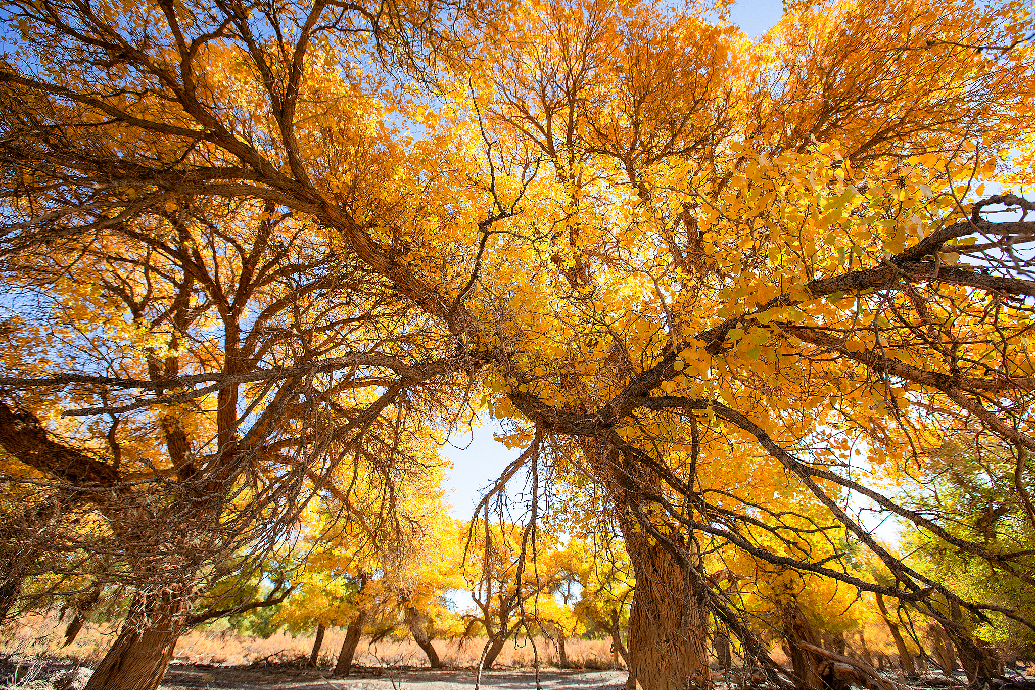 A photo taken on October 9, 2024 shows a view of the desert poplar forest in Ejin Banner, north China's Inner Mongolia Autonomous Region. /CFP