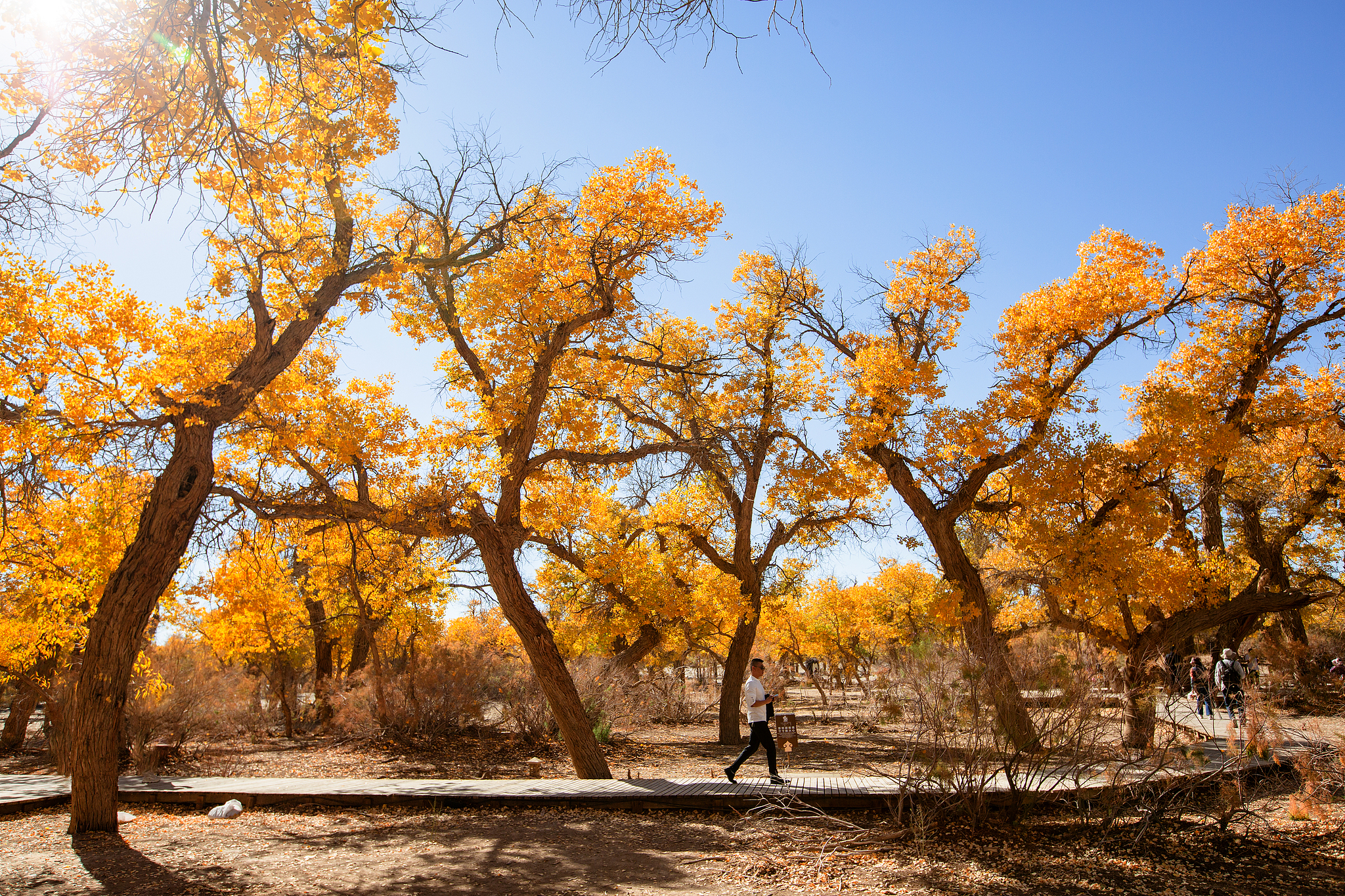 People appreciate the autumn scenery at a desert poplar forest in Ejin Banner, north China's Inner Mongolia Autonomous Region, on October 9, 2024. /CFP