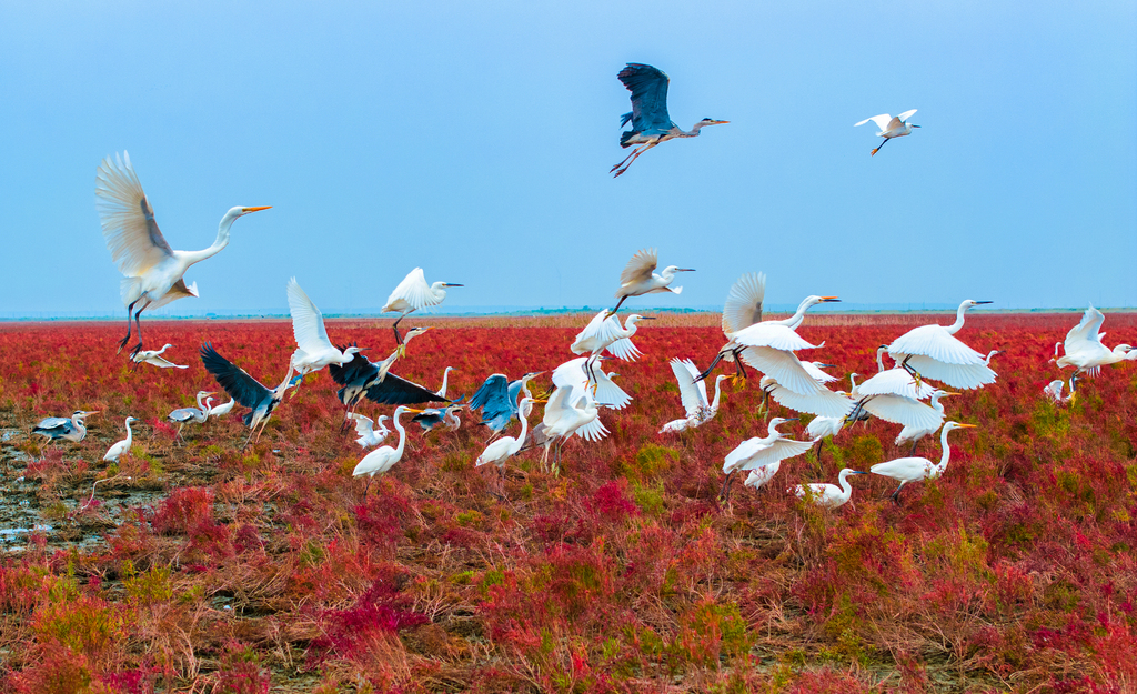 Thousands of acres of Chinese mugwort form a vast red carpet on the Tiaozini Wetlands of Dongtai County, Yancheng City, Jiangsu Province. /CFP