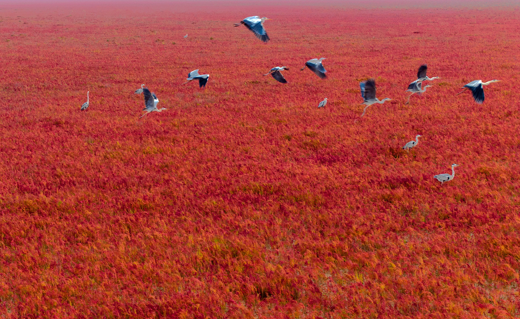 Thousands of acres of Chinese mugwort form a vast red carpet on the Tiaozini Wetlands of Dongtai County, Yancheng City, Jiangsu Province. /CFP