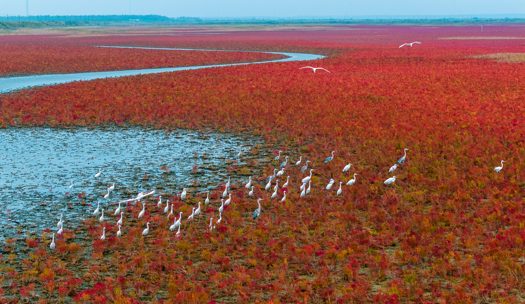 Thousands of acres of Chinese mugwort form a vast red carpet on the Tiaozini Wetlands of Dongtai County, Yancheng City, Jiangsu Province. /CFP