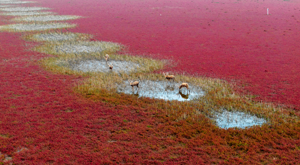 Thousands of acres of Chinese mugwort form a vast red carpet on the Tiaozini Wetlands of Dongtai County, Yancheng City, Jiangsu Province. /CFP