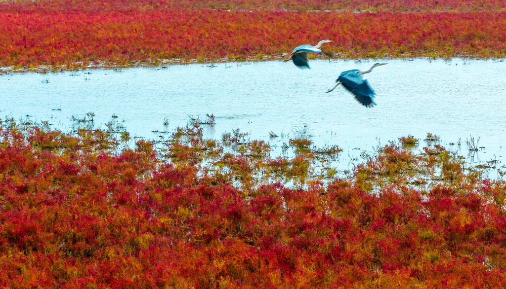 Thousands of acres of Chinese mugwort form a vast red carpet on the Tiaozini Wetlands of Dongtai County, Yancheng City, Jiangsu Province. /CFP