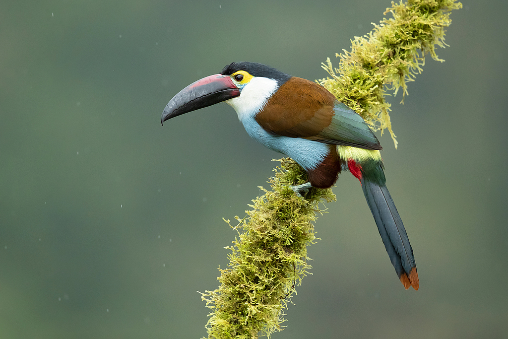 Black-billed mountain toucan, Colombia. /CFP