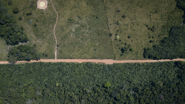 Armed groups hinder Colombia in curbing deforestation, report says