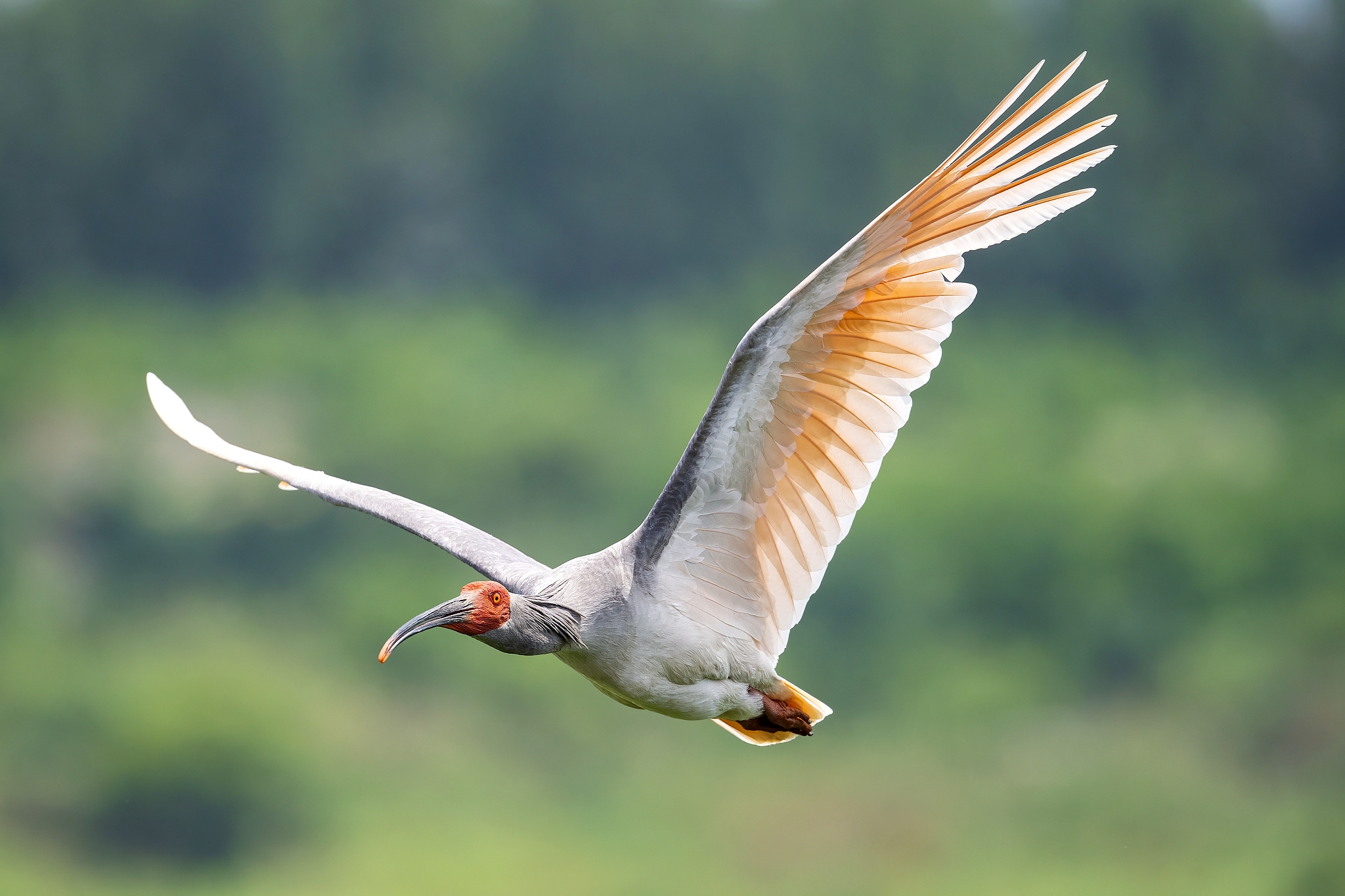 The crested ibis. /CFP