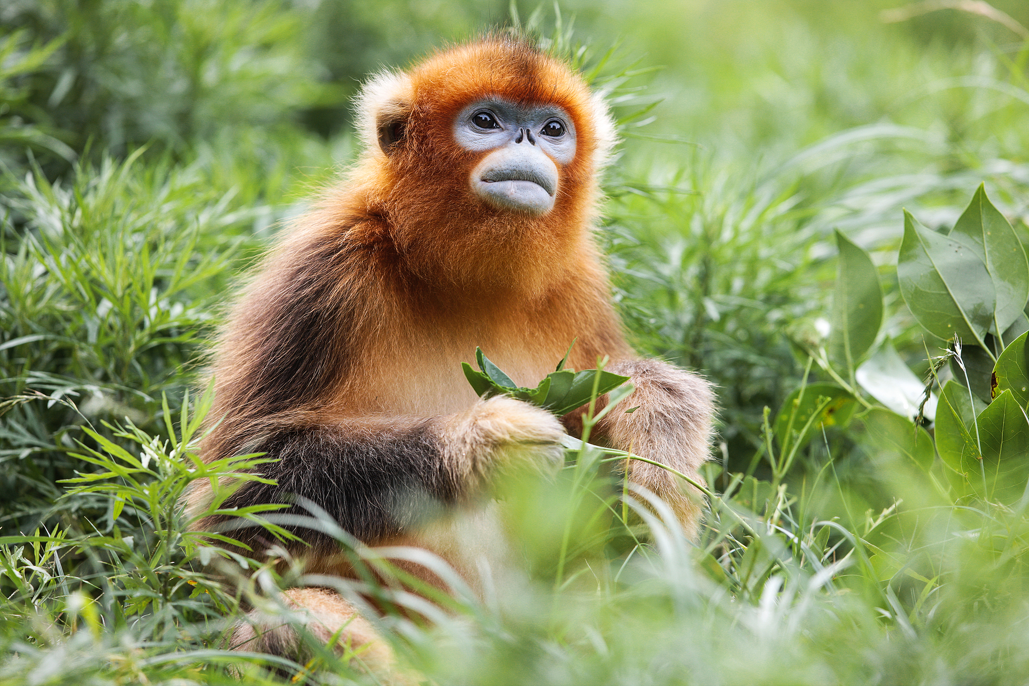 The golden snub-nosed monkey. /CFP