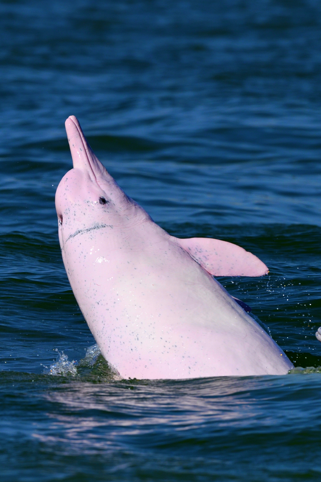 The Chinese white dolphin. /CFP