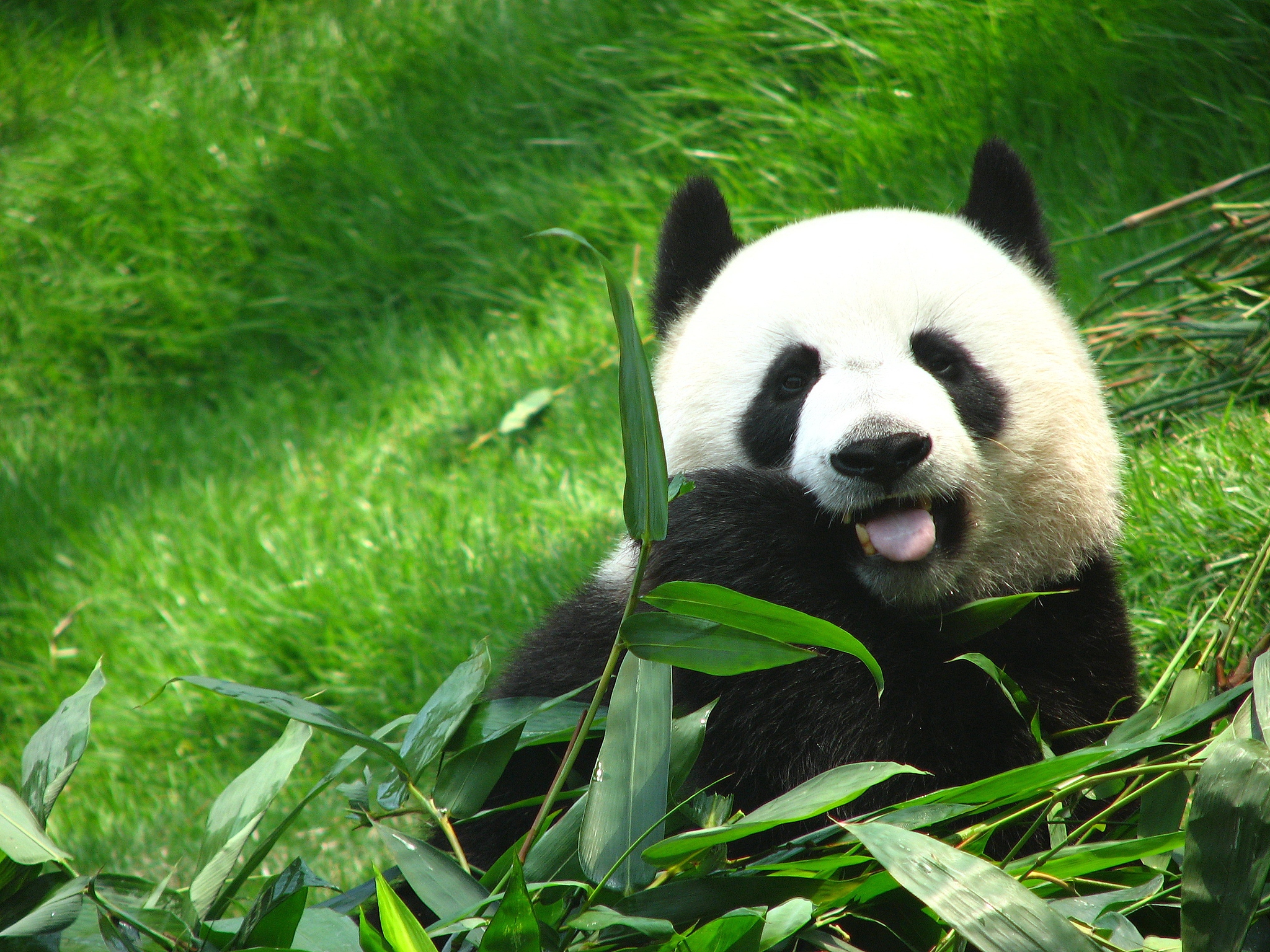 The giant panda. /CFP