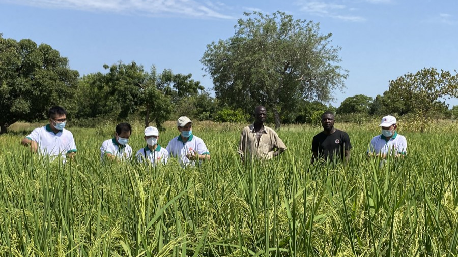 Chinese experts work in a paddy field in the demonstration area of Nariou village in Burkina Faso, July 13, 2021. /Xinhua