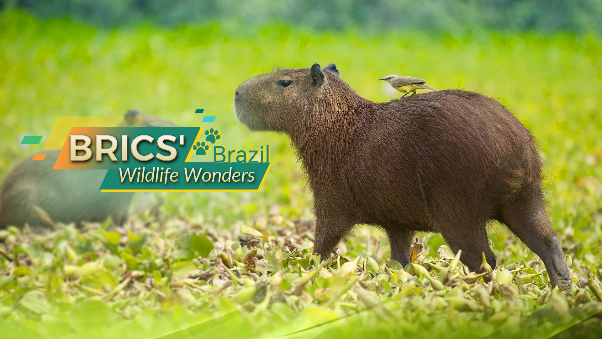 BRICS' Wildlife Wonders: Brazil