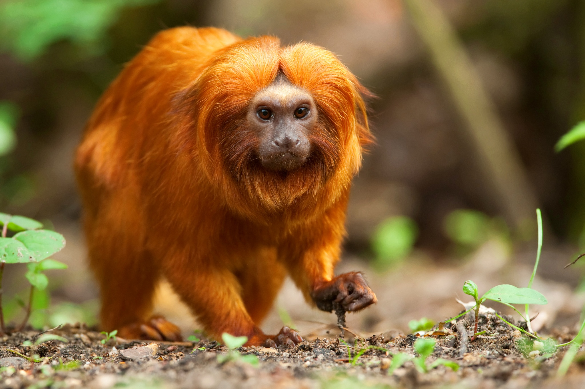 The golden lion tamarin. /CFP