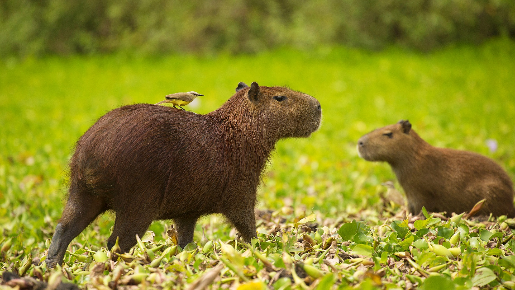 Two capybaras. /CFP