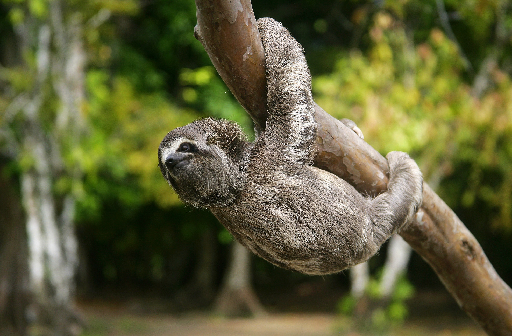 The three-toed sloth. /CFP