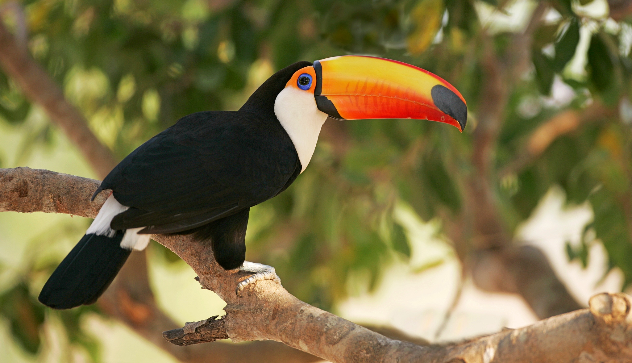 The toco toucan. /CFP