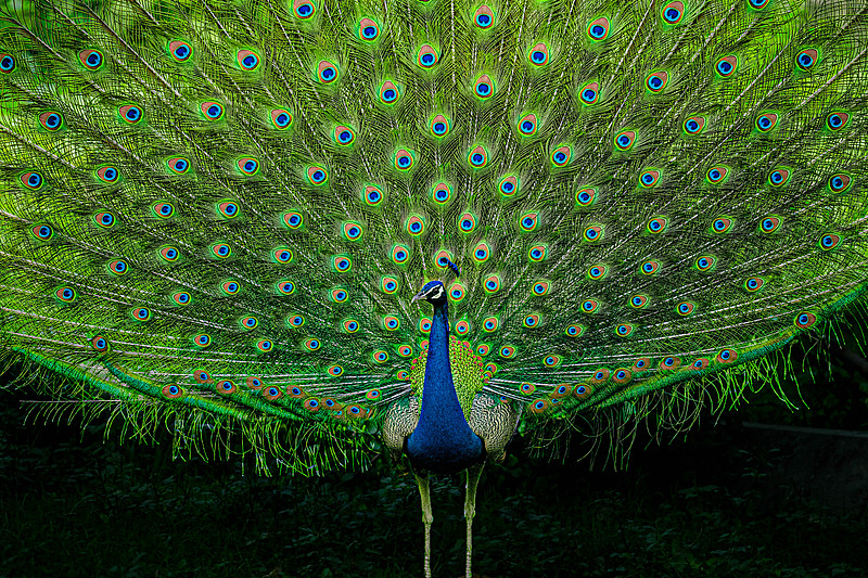 The Indian peafowl. /CFP