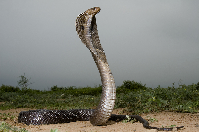 The Indian cobra. /CFP