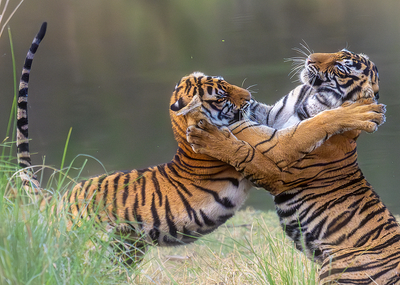 A pair of Bengal tigers. /CFP