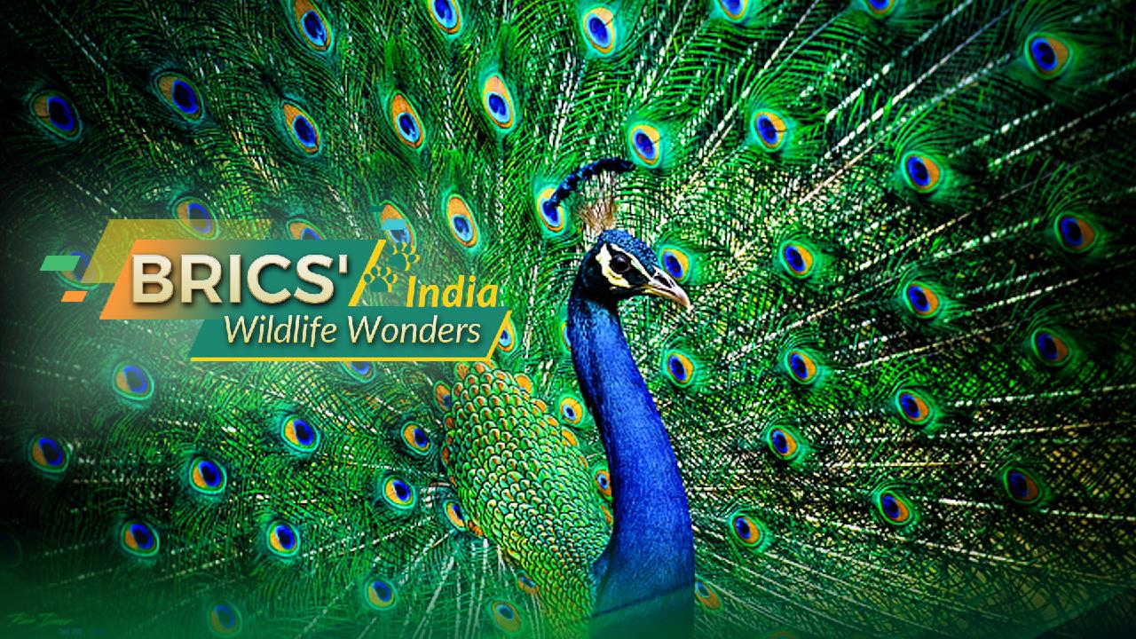 India's BRICS Wildlife Wonders