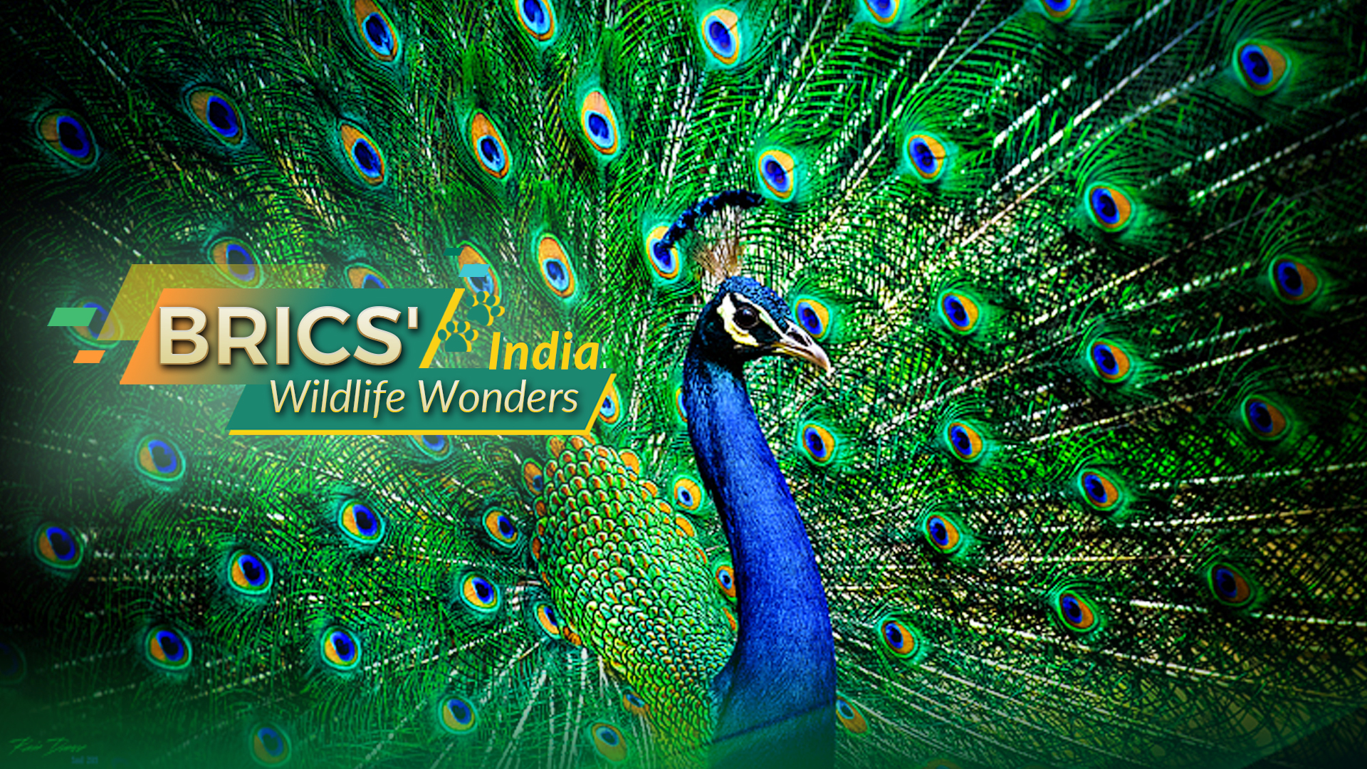 BRICS' Wildlife Wonders: India