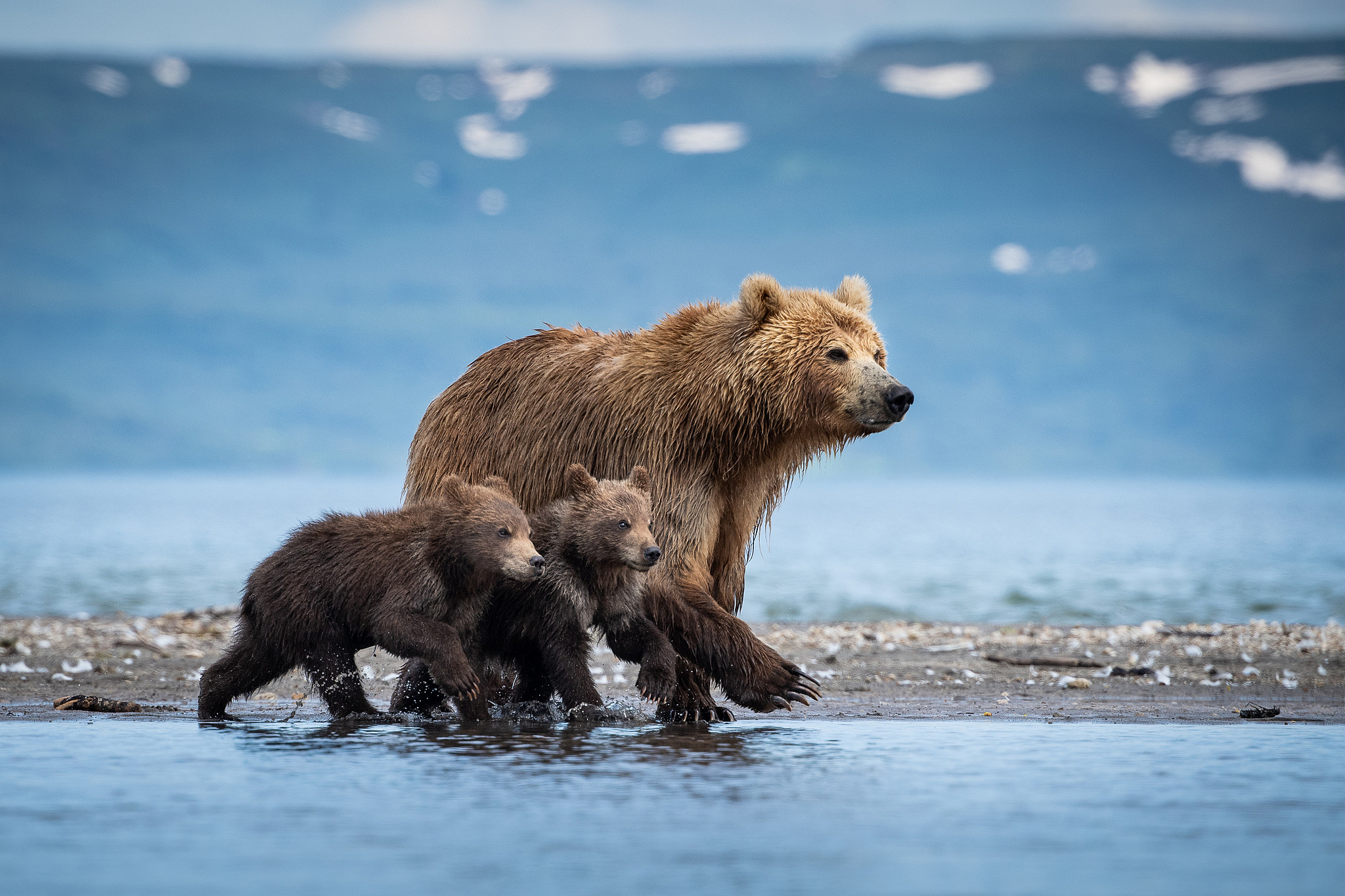 A female brown bear teaches her young cubs to fish at Kurile Lake, a volcanic crater lake in Kamchatka, Russia. /CFP