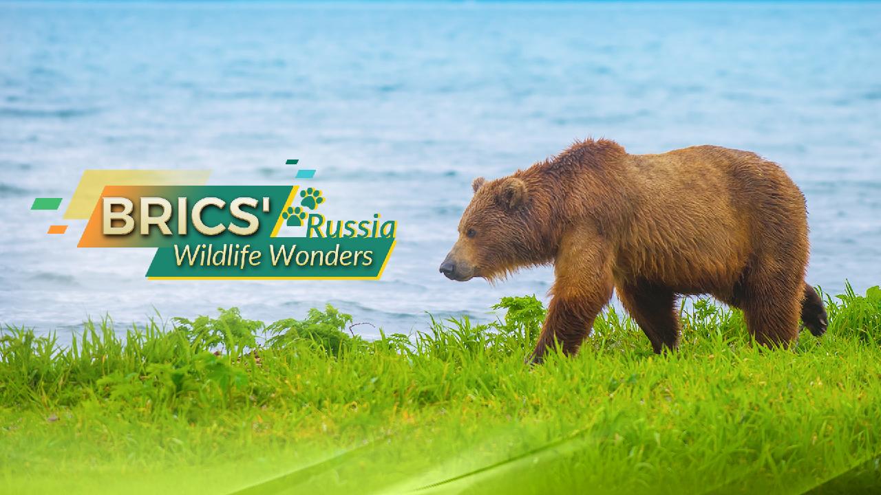 Exploring the Wildlife Wonders of BRICS: Focus on Russia