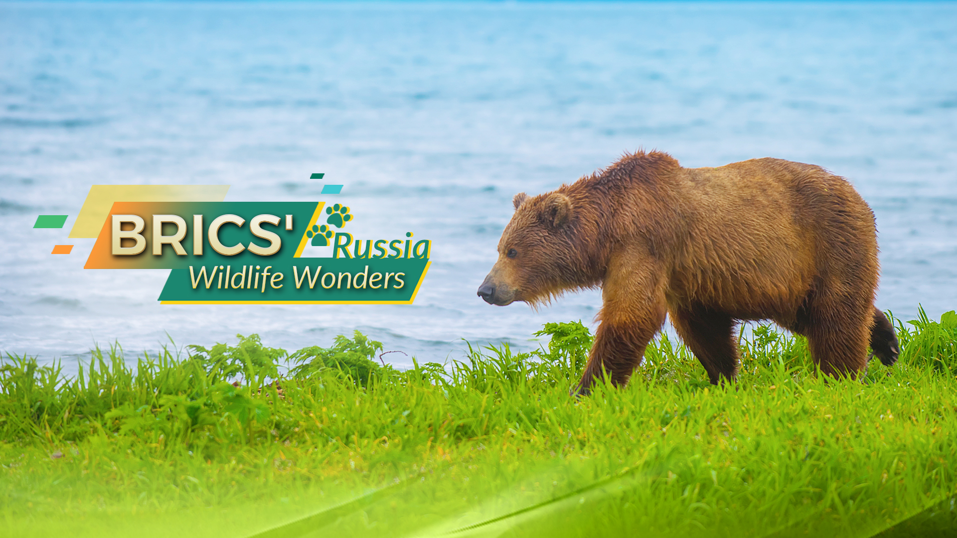 BRICS' Wildlife Wonders: Russia