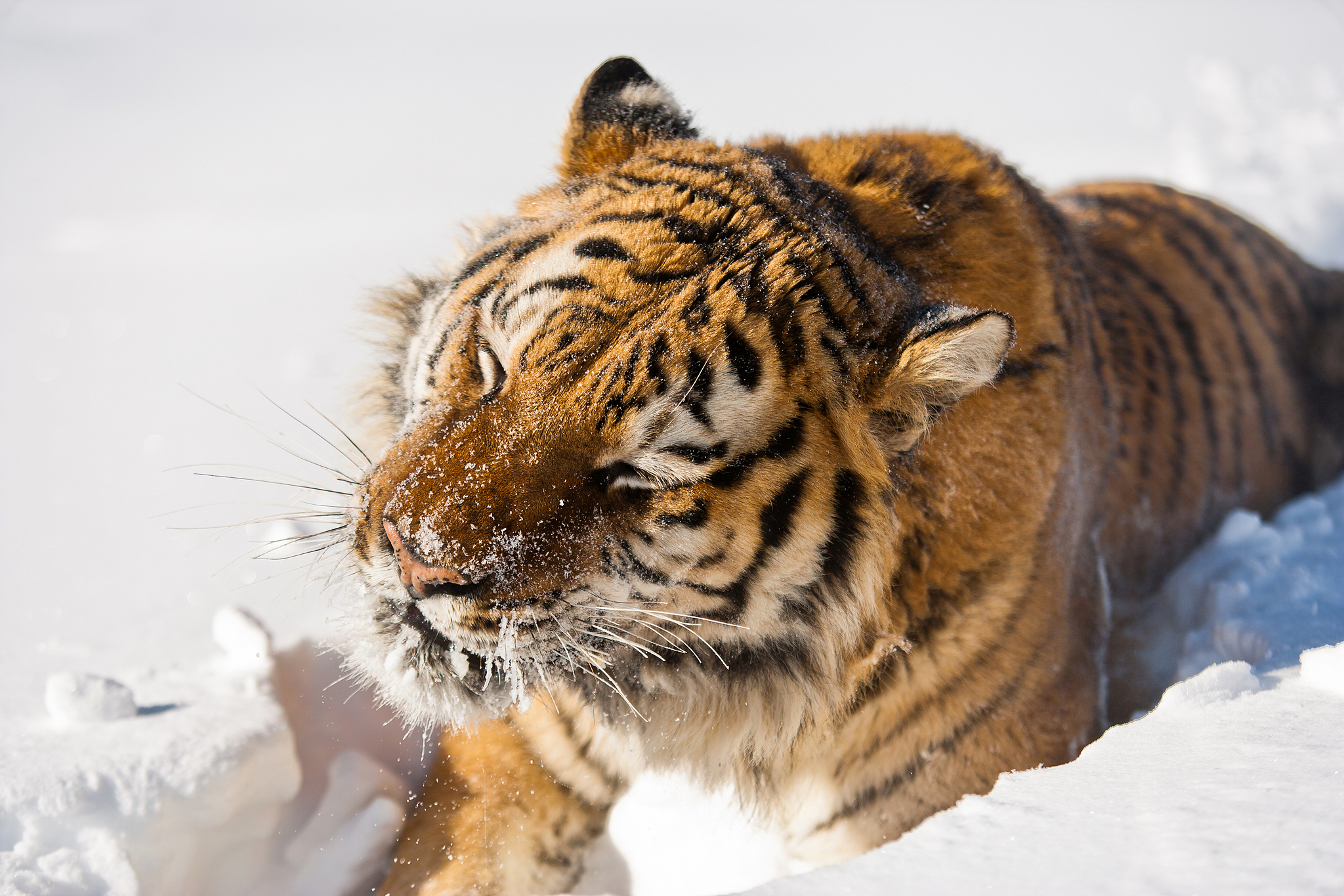 The Siberian tiger. /CFP